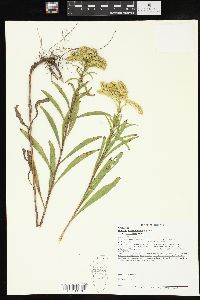 Solidago missouriensis var. fasciculata image