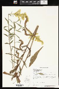 Solidago missouriensis var. fasciculata image