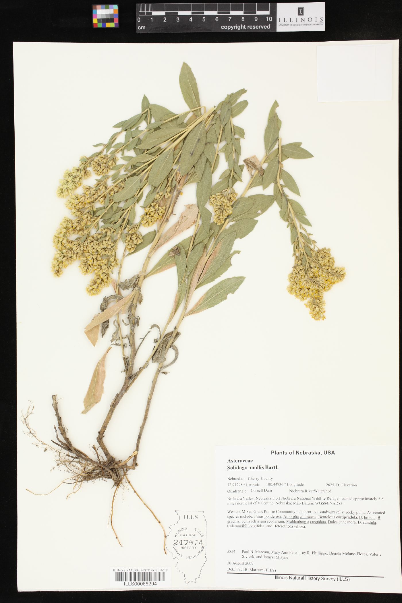 Solidago mollis image