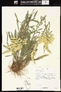 Solidago nemoralis subsp. decemflora image