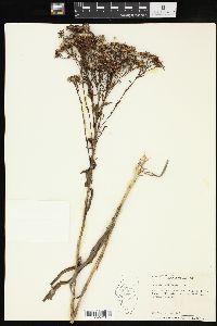 Solidago ohioensis image