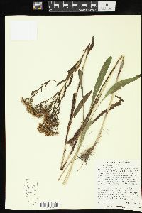 Solidago ohioensis image