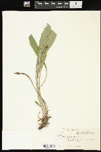 Solidago ohioensis image