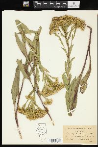 Solidago ohioensis image