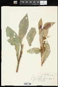 Solidago patula image