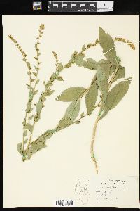 Solidago patula image