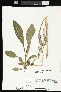 Solidago patula image