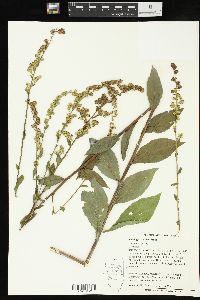 Solidago patula image