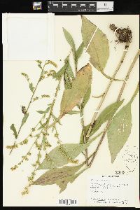 Solidago patula image