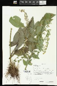 Solidago patula image