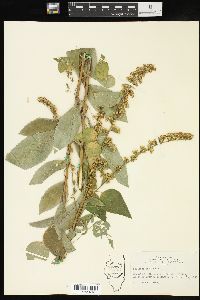 Solidago patula image