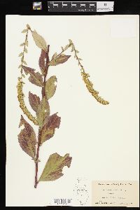 Solidago patula image