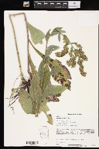 Solidago patula image