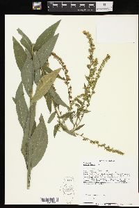 Solidago patula image