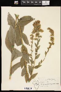 Solidago patula image