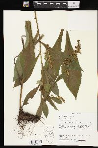 Solidago patula image