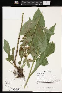 Solidago patula image