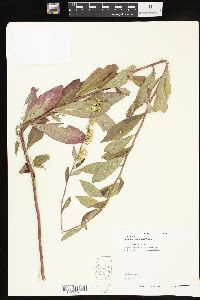 Solidago petiolaris image