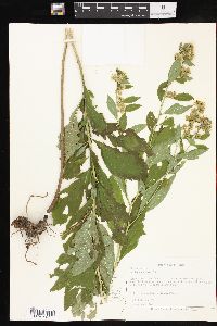 Solidago petiolaris image