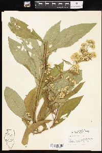 Solidago petiolaris image