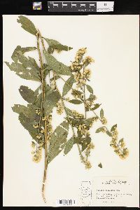 Solidago petiolaris image