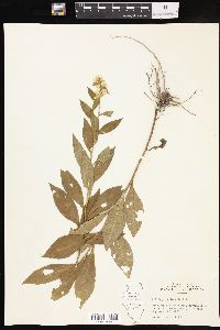 Solidago petiolaris image