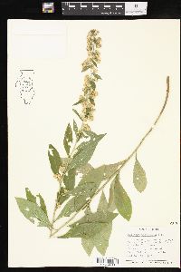 Solidago petiolaris image