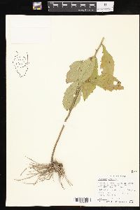 Solidago petiolaris image