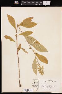 Solidago petiolaris image