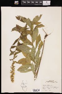 Solidago petiolaris image