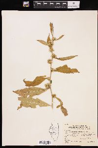 Solidago petiolaris image