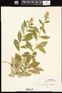 Solidago petiolaris image