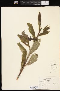 Solidago petiolaris image