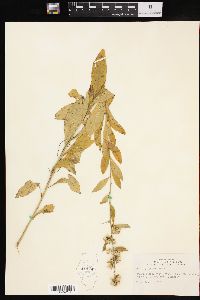 Solidago petiolaris image