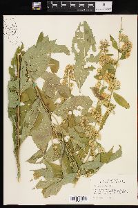 Solidago petiolaris image