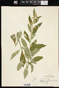 Solidago petiolaris image