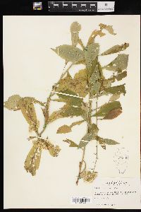 Solidago petiolaris image