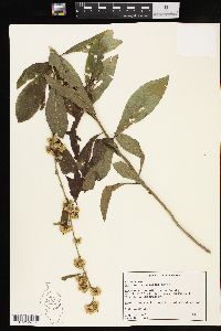 Solidago petiolaris image