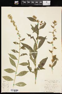 Solidago petiolaris image