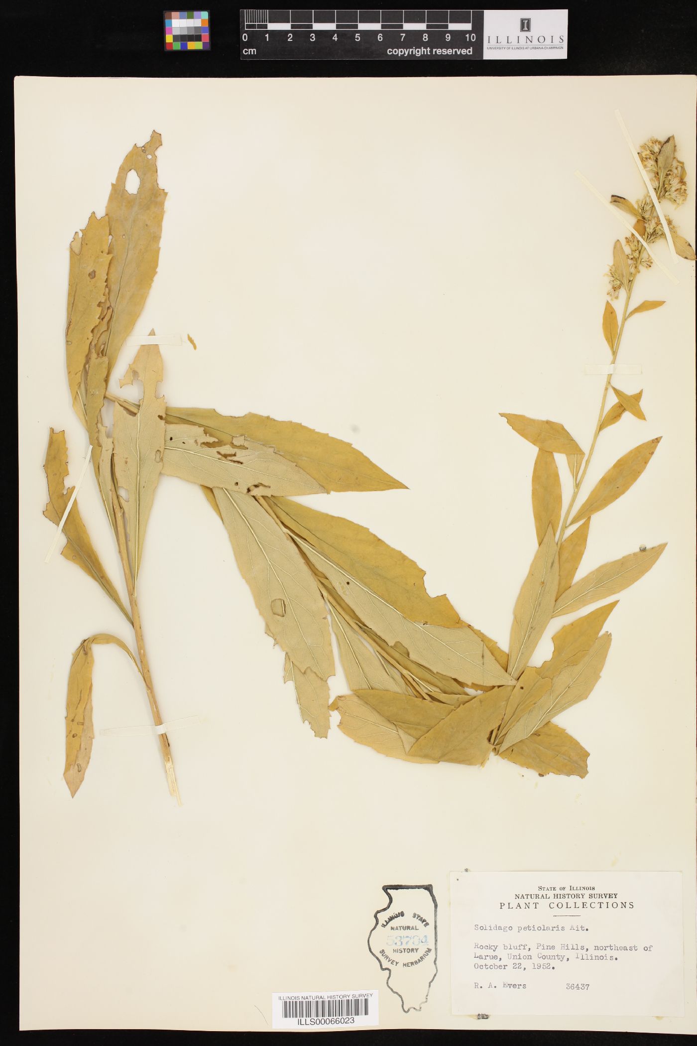 Solidago petiolaris image