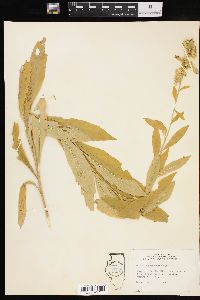 Solidago petiolaris image