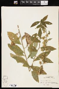 Solidago petiolaris image