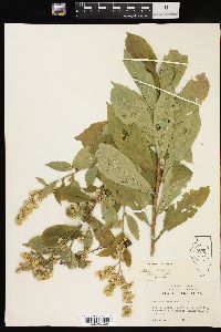 Solidago petiolaris image