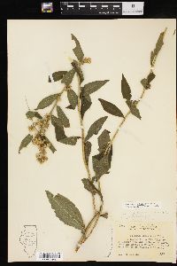 Solidago petiolaris image