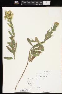 Solidago petiolaris image