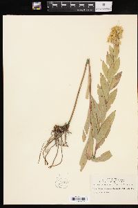 Solidago petiolaris image