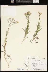 Solidago ptarmicoides image