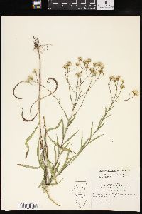 Solidago ptarmicoides image