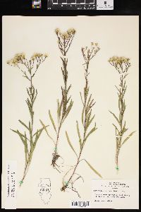 Solidago ptarmicoides image