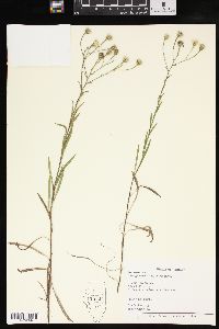 Solidago ptarmicoides image